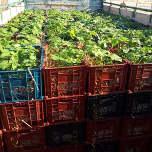 کشت عمده نهال پالونیا هیبرید اصلاح شده قیمت انواع نهال پالونیا هیبرید خرید و فروش پالونیا